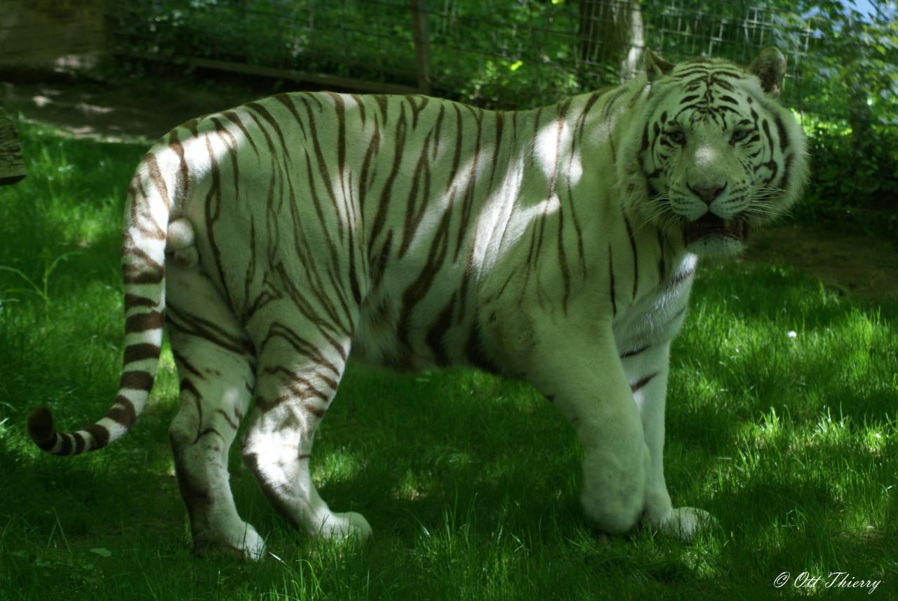 Tigre Blanc ( Panthera tigris )