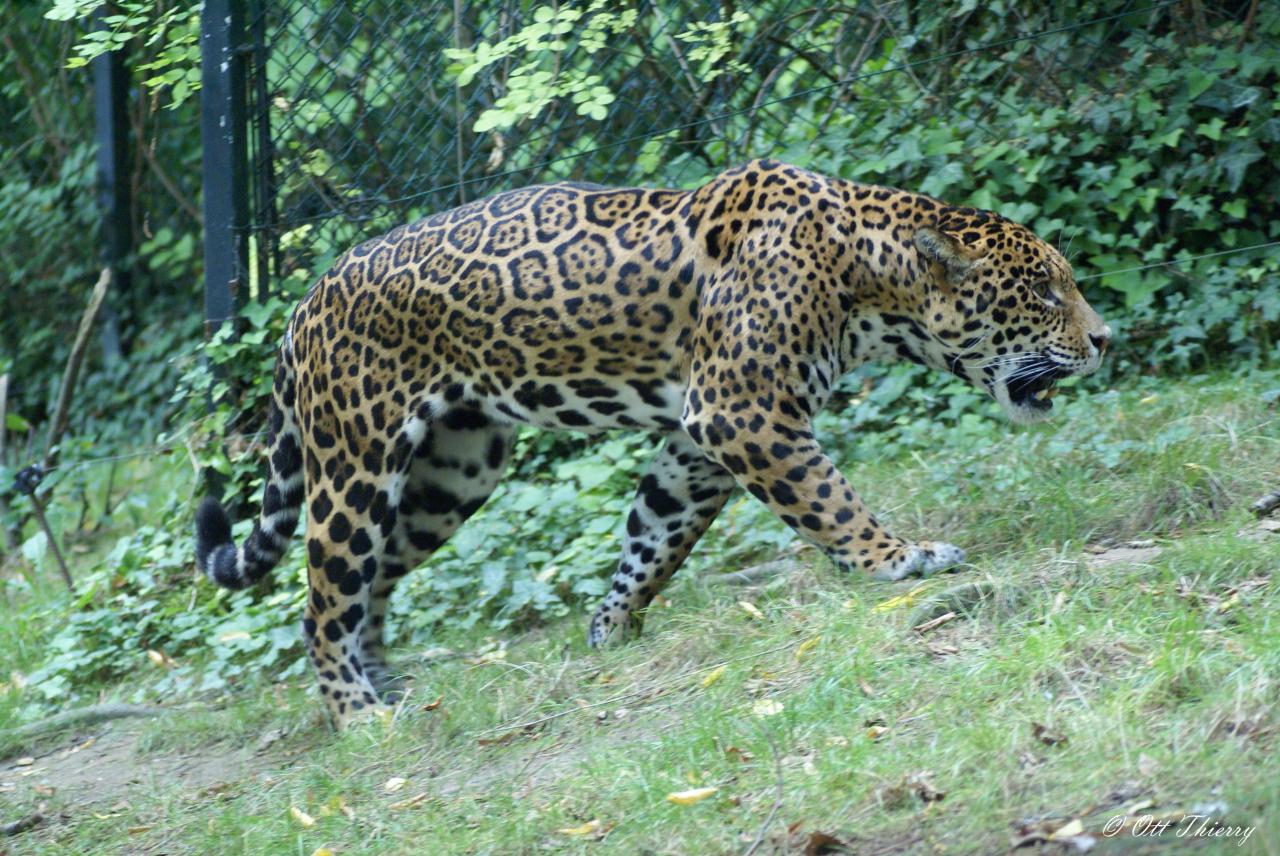 Jaguar ( Panthera onca )