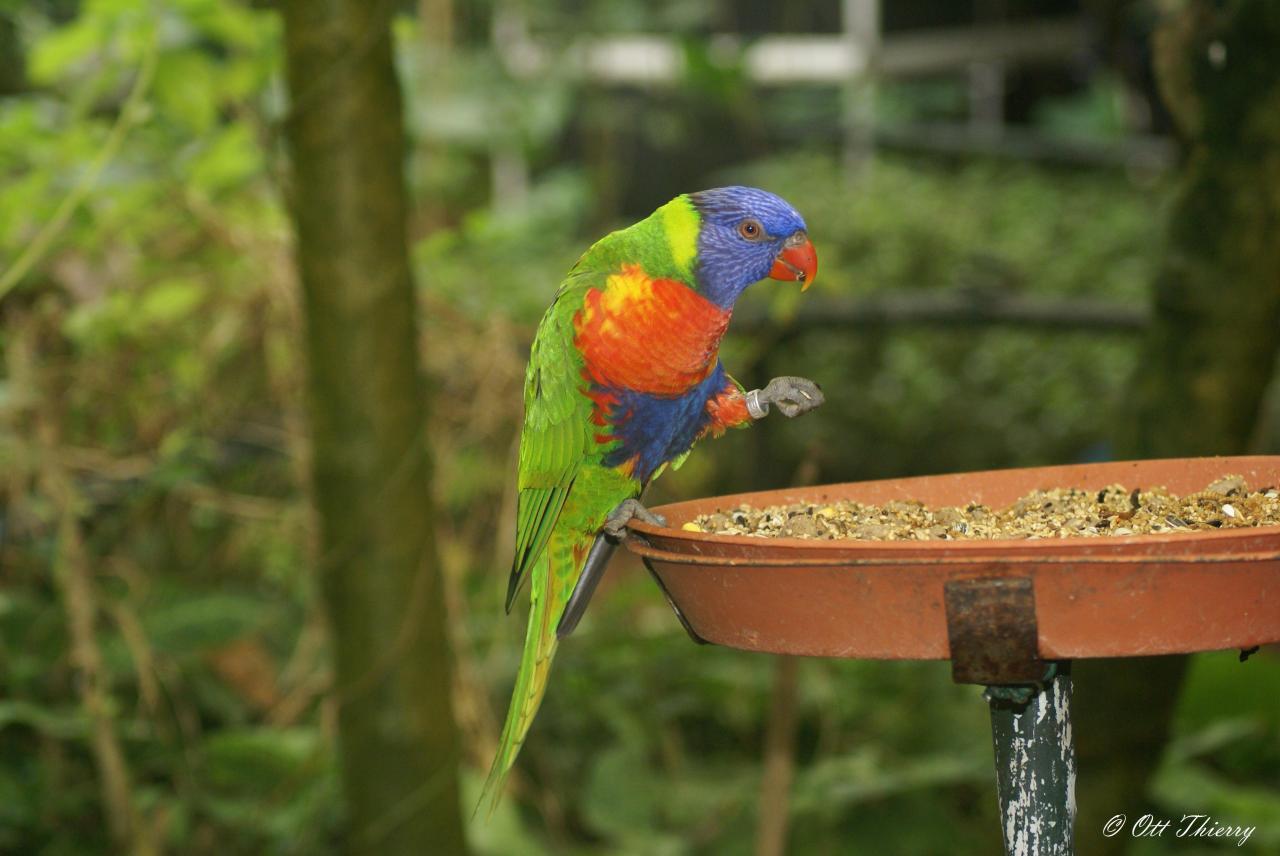 Loriquet de Swainson ( Trichoglossus haematodus moluccanus )