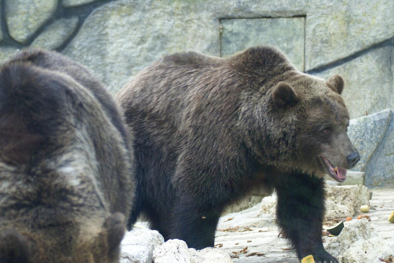 Ours Brun ( Ursus arctos )