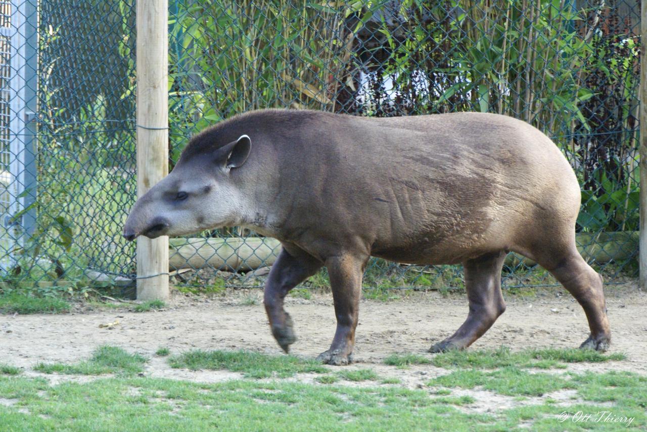 Tapir du Brésil ( Tapirus terrestris )