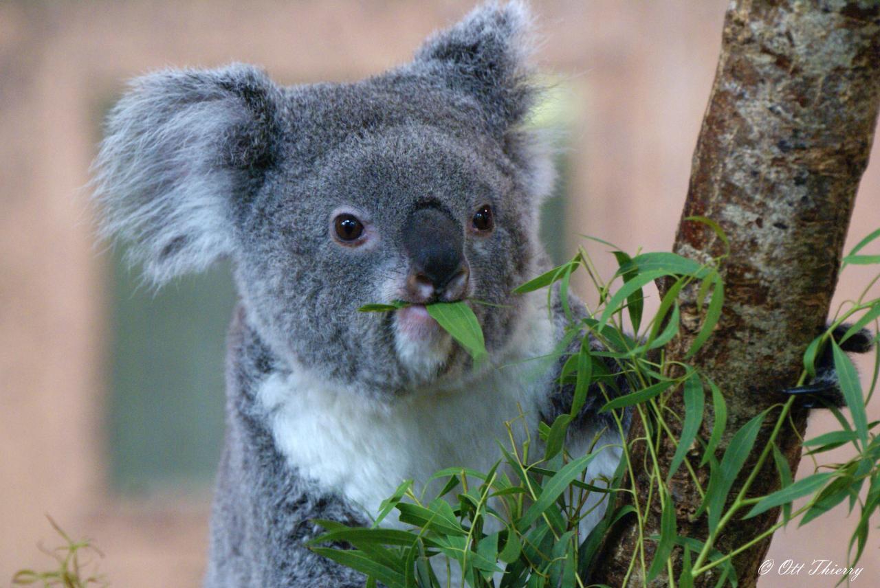 Koala du Queensland ( Phascolarctos cinereus adustus )