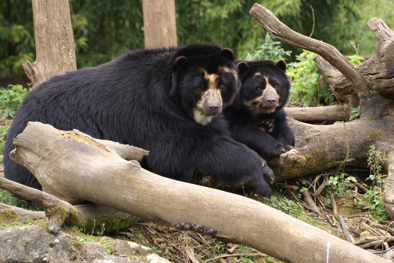 Ours à Lunettes ( Tremarctos ornatus )