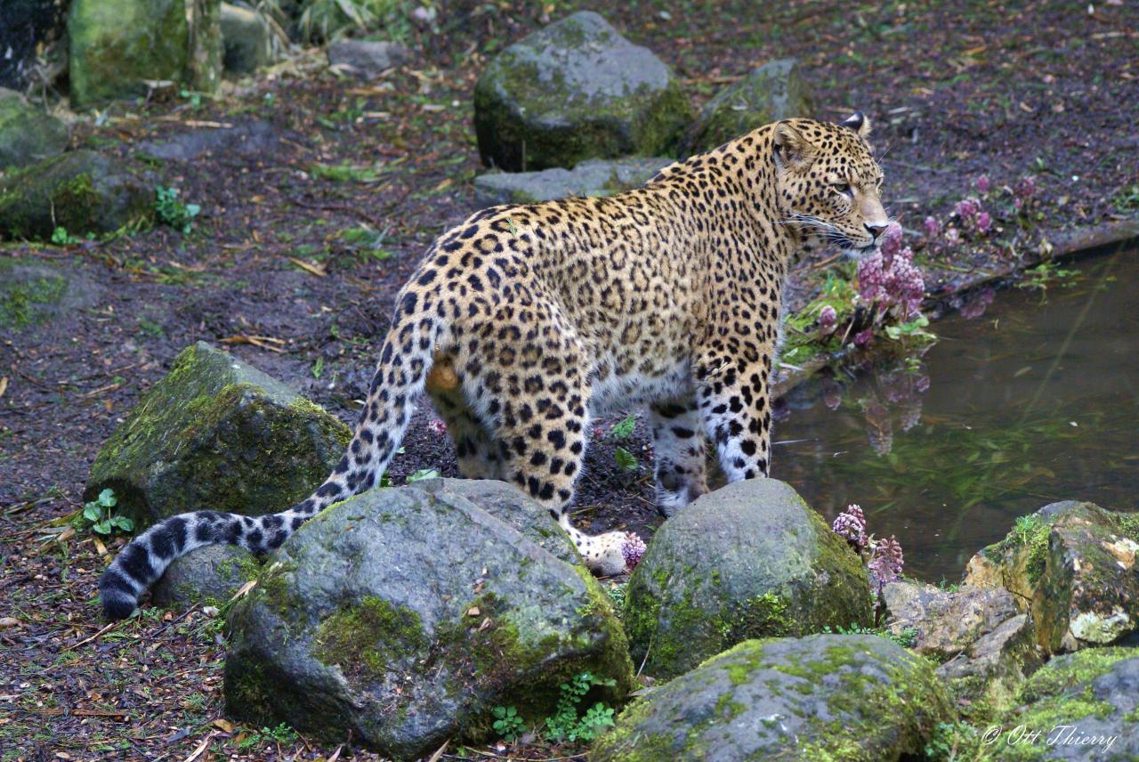 Léopard de Perse ou Léopard Iranien ( Panthera pardus saxicolor )