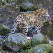 Léopard de Perse ou Léopard Iranien ( Panthera pardus saxicolor )