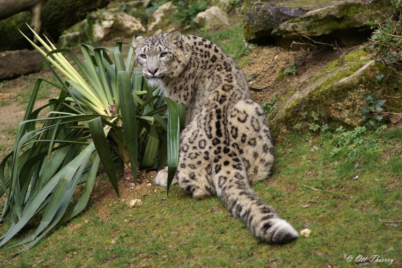 Panthère des Neiges ou Once ( Panthera unica )