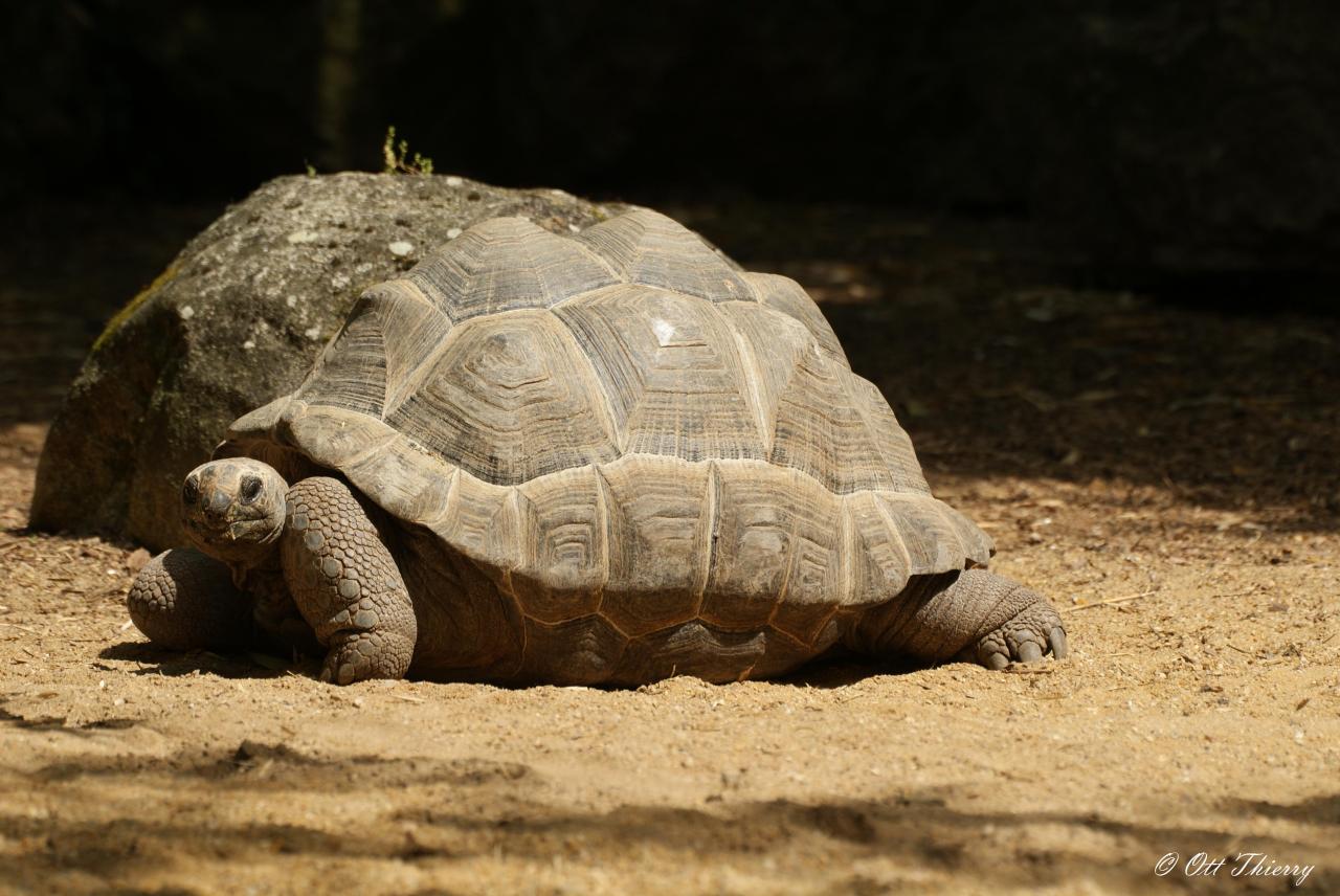 Tortue Géante des seychelles ( Dipsochelys elephantina )