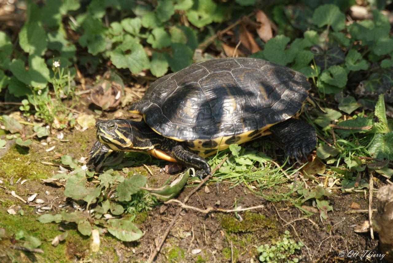 Tortue de Floride à Joues Rouges  ( Trachemys scripta elegans )