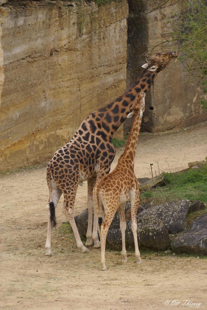 Girafe Peralta du Niger ( Giraffa cameloparadalis antiquorum )