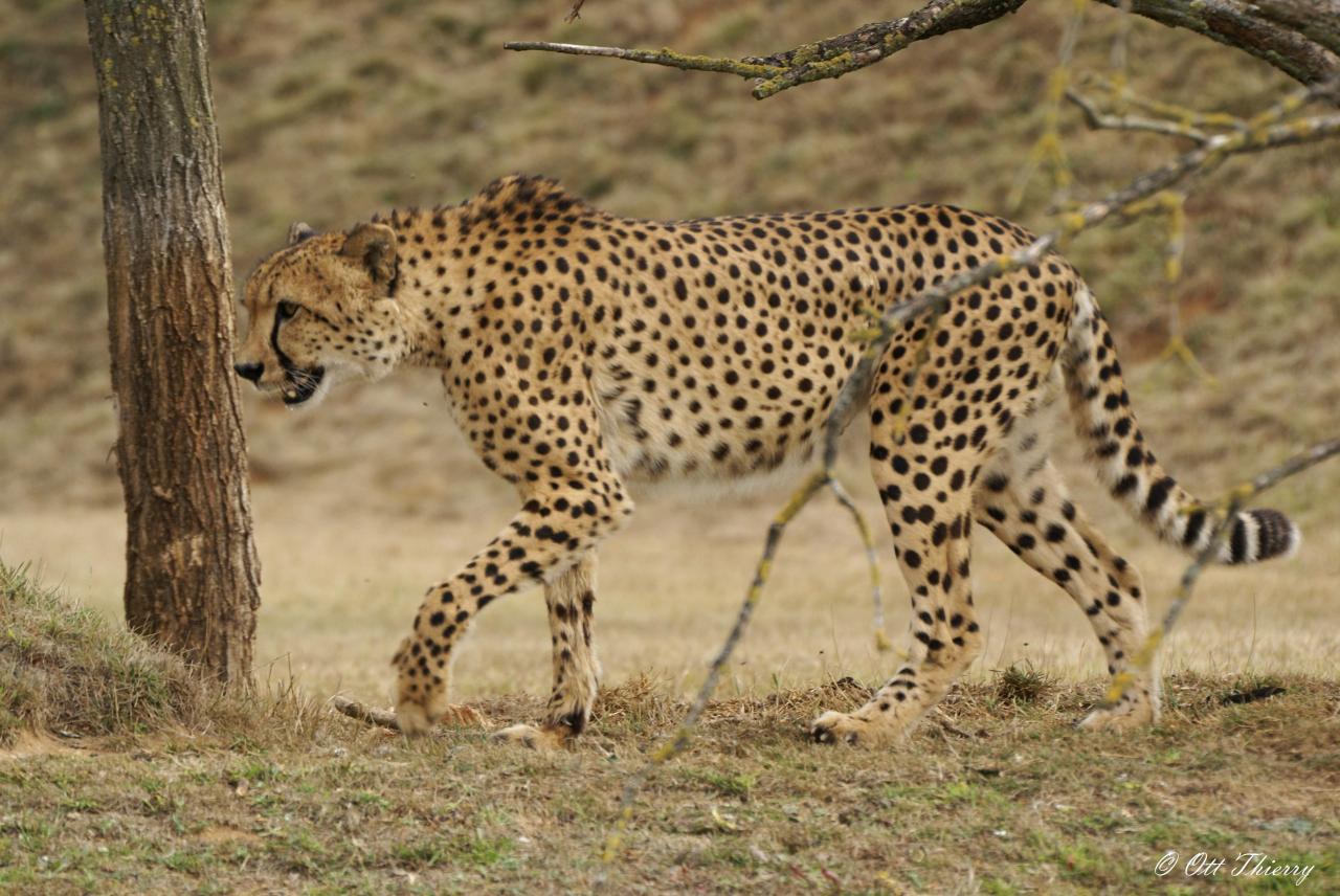 Guépard ( Acinonyx jubatus )