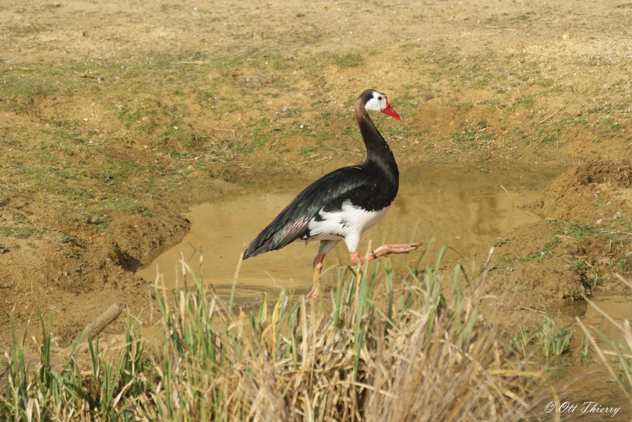 Oie Armée de Gambie ( Plectropterus gambensis )