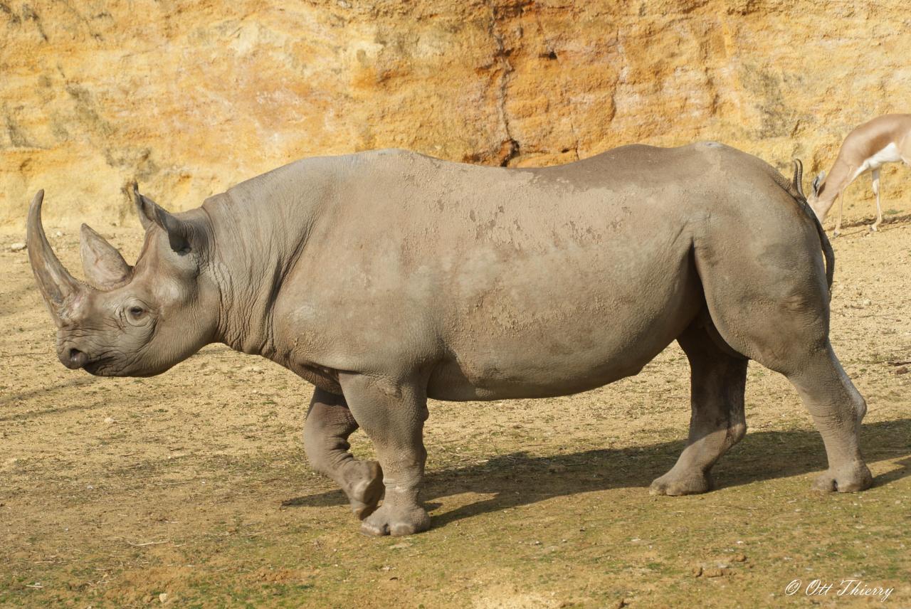 Rhinocéros Noir ( Diceros bicornis )