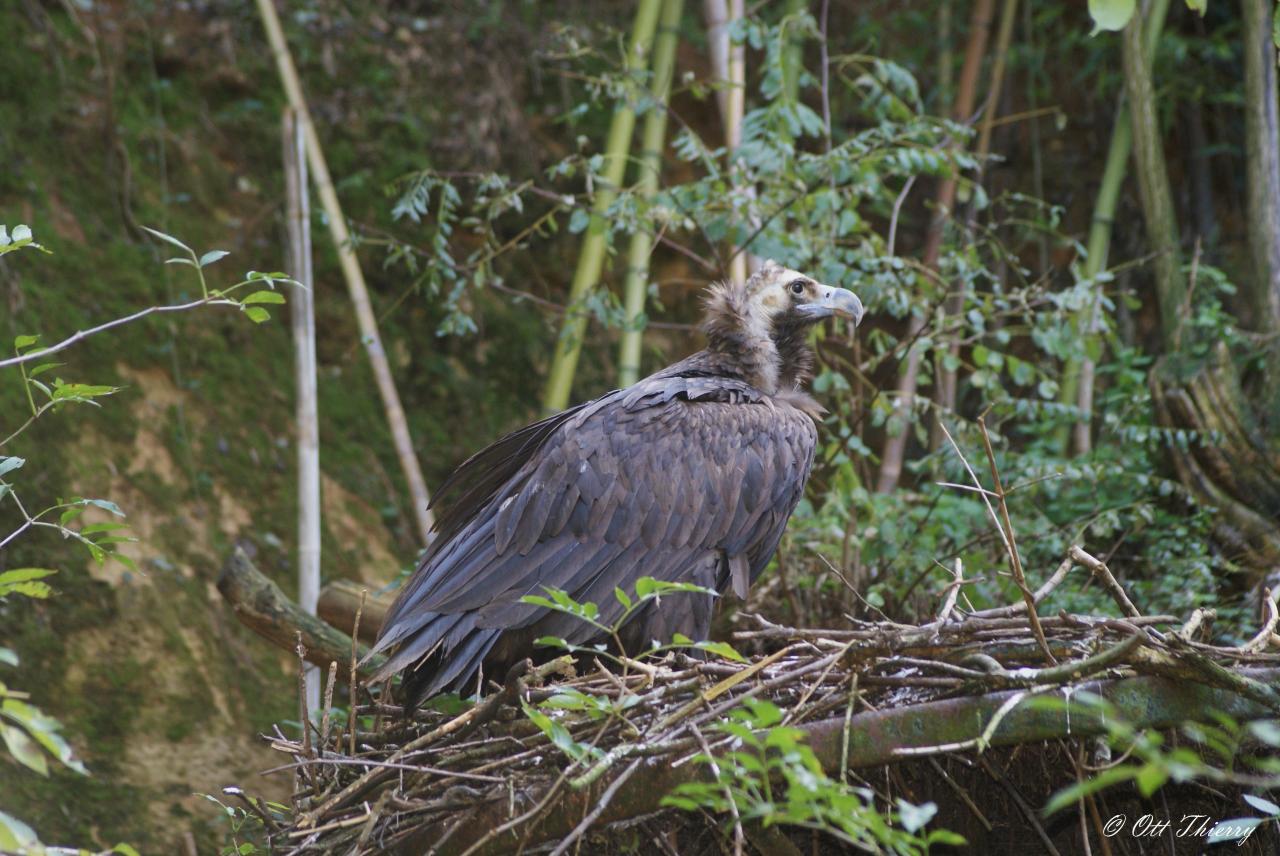 Vautour Moine ( Aegypius monachus )