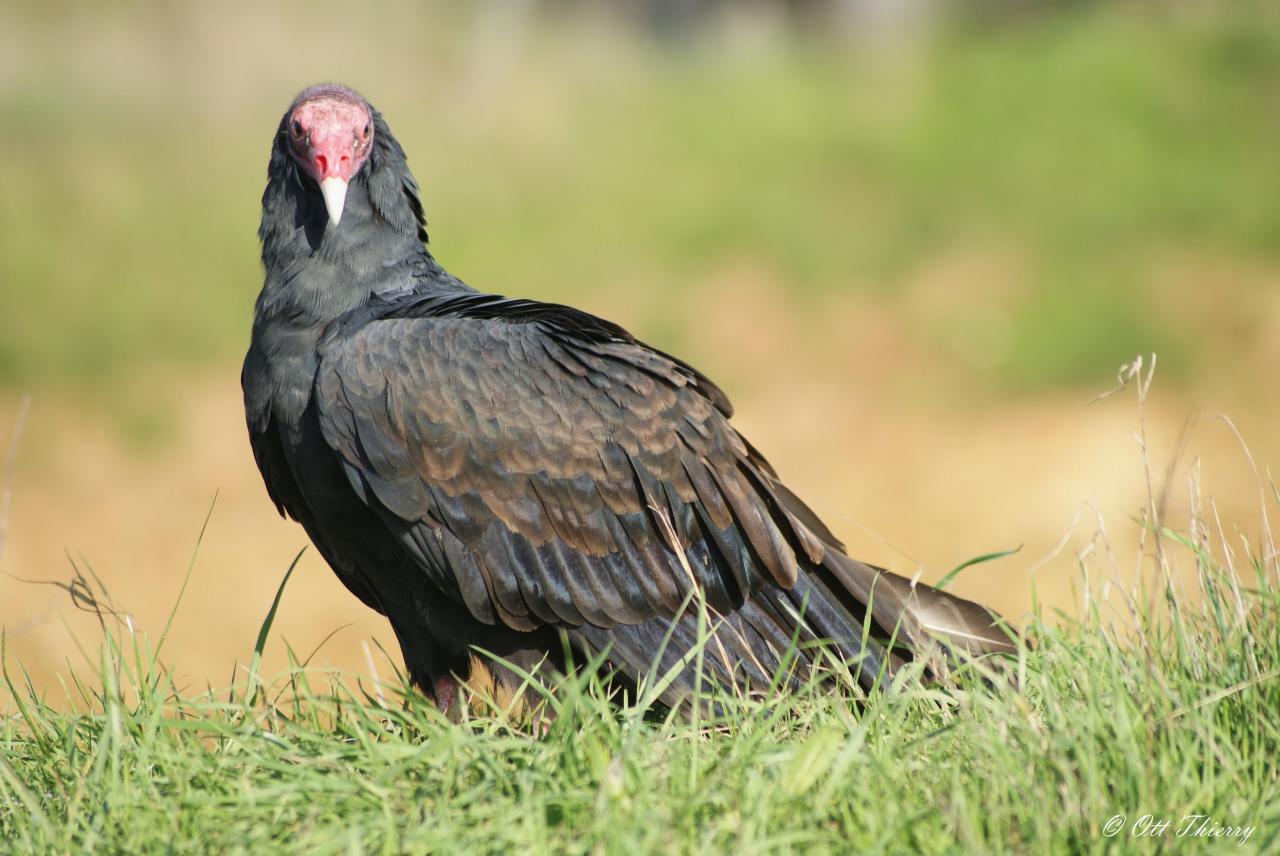 Vautour Aura ( Cathartes aura )