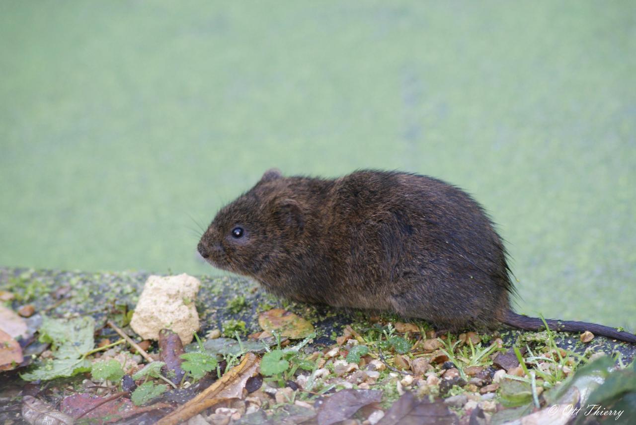 Campagnol Amphibie ( Arvicola sadipus )