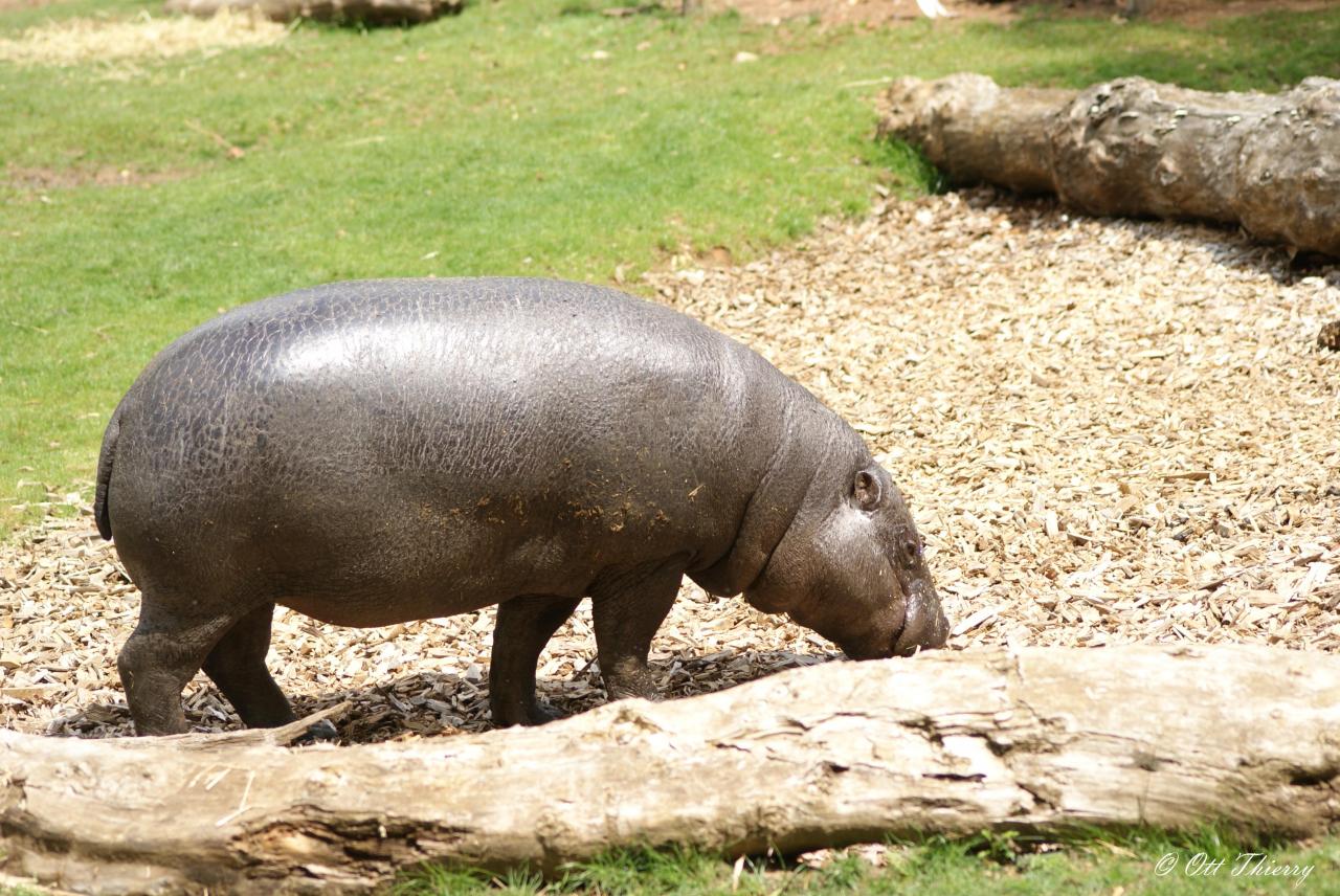 Hippopotame Nain ou Hippopotame Pygmée ( Hexaprotodon liberiensis )