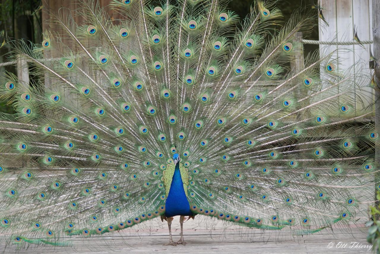 Paon Bleu ( Pavo cristatus )