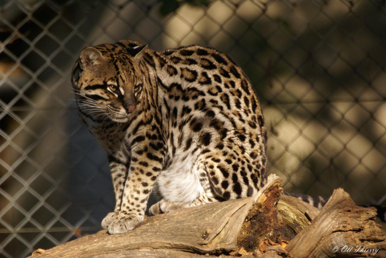 Ocelot ( Leopardus pardalis )